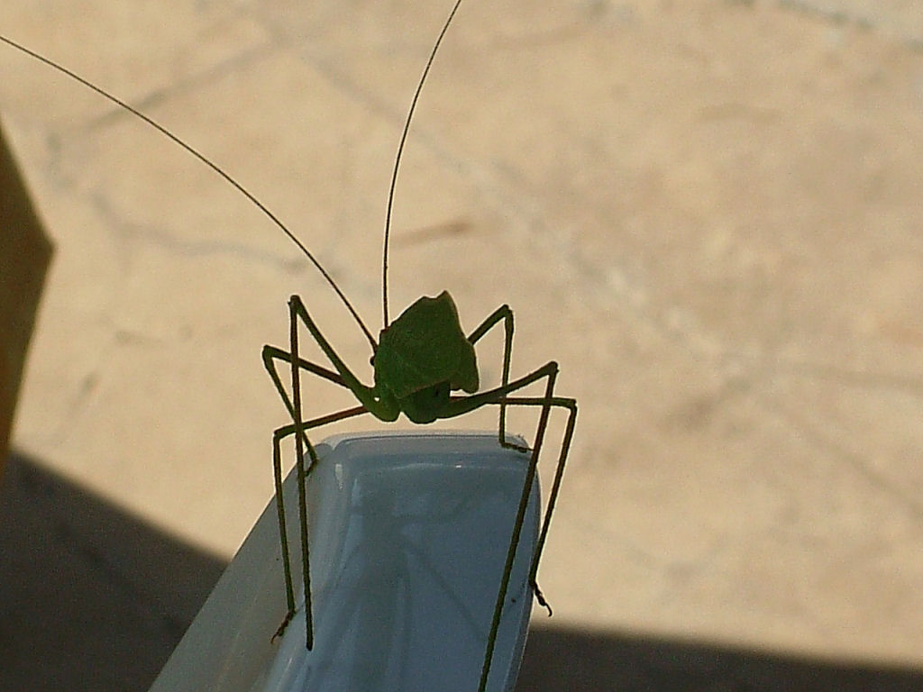 Visita mattutina: Acrometopa italica